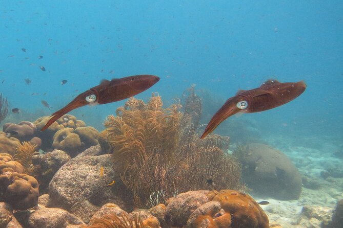 100% Private Charter Snorkel, Sail, Relax (Cruisers Friendly) - Klein Bonaire and 1000 Steps: Great Options, Real Mooring Limits