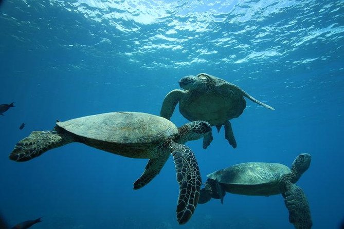 12pm Turtle Canyon Snorkel Adventure - Key things to know before you go