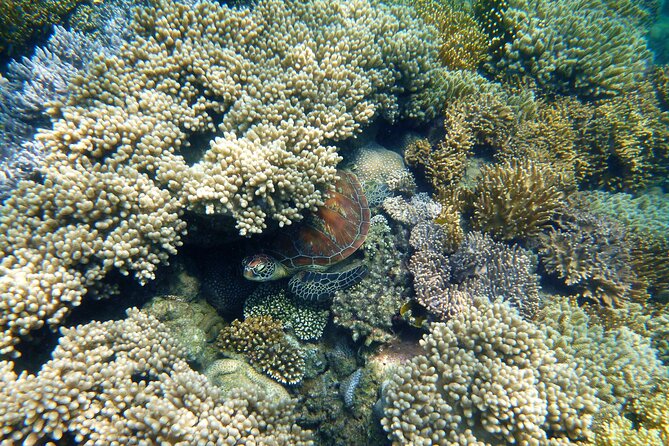 2 1/4 hr Low Isles Reef Sprinter Snorkeling Tour-No Island Access - Getting there by speed boat: short, fun, and built to reduce motion