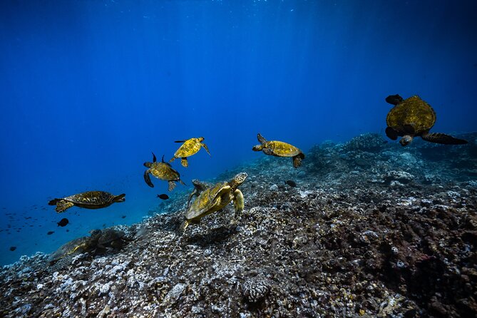 2.5 Hour Xpress Snorkel from Ka’anapali Beach - Who this snorkel xpress fits best