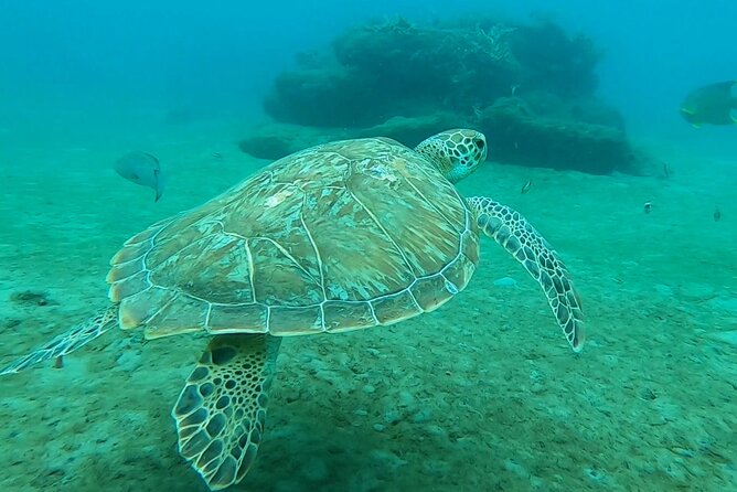 2 ½ - Hour Guided Snorkel Tour of Phil Foster park, Free Videos! - Key Highlights You’ll Actually Care About