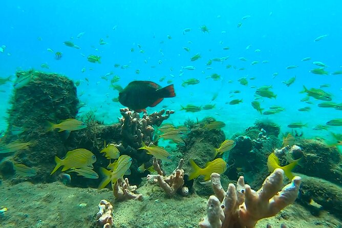 2 ½ - Hour Guided Snorkel Tour of Phil Foster park, Free Videos! - What’s Included in the $44 Price (and What It Means for Value)