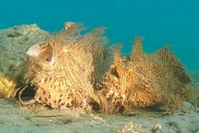 2 ½ - Hour Guided Snorkel Tour of Phil Foster park, Free Videos! - Westin’s Style: How Local Guidance Changes the Experience