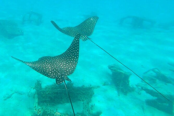 2 ½ - Hour Guided Snorkel Tour of Phil Foster park, Free Videos! - Equipment, Wetsuits, and Comfort: How to Set Yourself Up