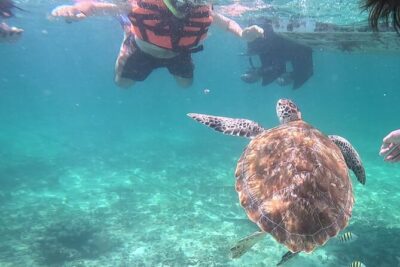 2-Hour Snorkeling in Two Spots of Tulum's Reef - Second stop reef time: fish schools, coral views, and how long it lasts
