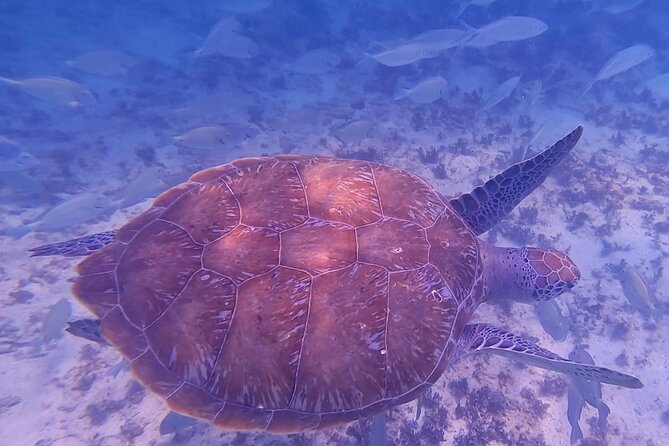 2-Hour Snorkeling in Two Spots of Tulum's Reef - Gear and comfort: snorkeling equipment quality, plus sea sickness reality