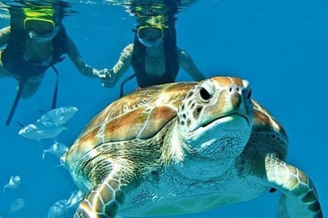 2 Hours Turtle Feeding, Shipwreck & Reef Snorkeling Tour Barbados - Key Points Before You Go