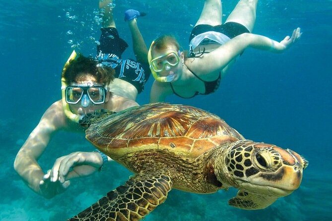 2 Hours Turtle Feeding, Shipwreck & Reef Snorkeling Tour Barbados - Folkstone Marine Reserve: Shipwreck Snorkeling That Turns Into A Fish Frenzy