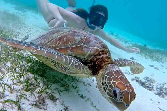 2 Hours Turtle Feeding, Shipwreck & Reef Snorkeling Tour Barbados - Drinks, Music, And The Comfort Of Not Being Overcrowded