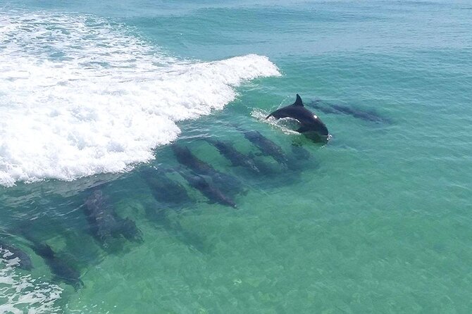 2-Stop Snorkeling and Dolphin Cruise from Destin - What This 2-Stop Tour Really Gives You in Destin’s Water