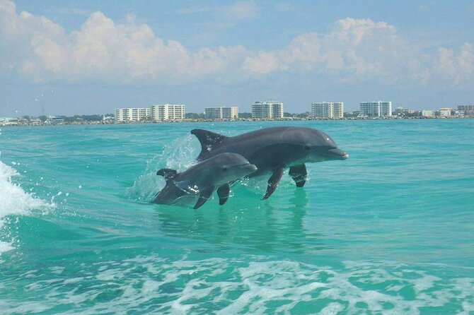 2-Stop Snorkeling and Dolphin Cruise from Destin - Wildlife Chances: What You Can Expect to Spot (and What Changes)