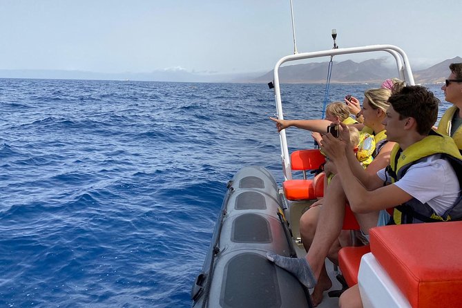 2h Dolphin and Whale Viewing + Snorkeling Tour - Dolphins and whales off Fuerteventura: how close-up viewing happens