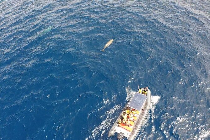 2h Dolphin and Whale Viewing + Snorkeling Tour - Snorkeling stop: 30 minutes of fish and seabed life