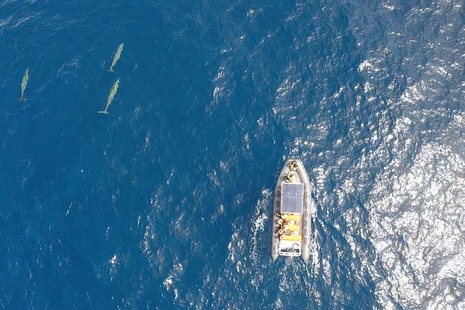 2h Dolphin and Whale Viewing + Snorkeling Tour - Crew and small-group energy: why the boat size changes everything