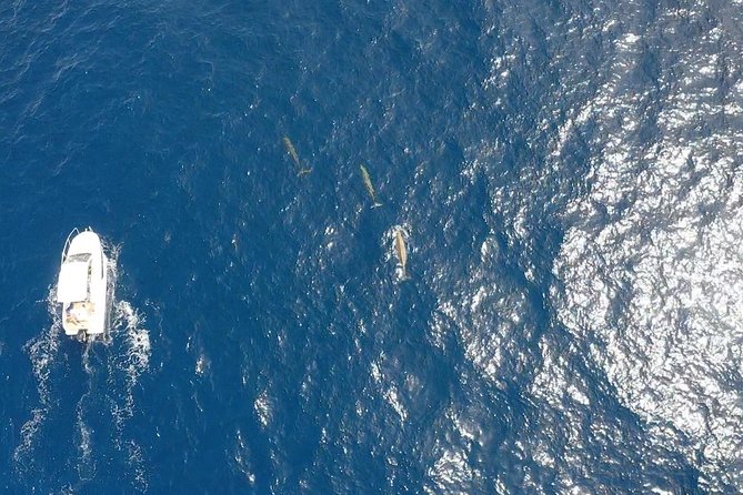2h Dolphin and Whale Viewing + Snorkeling Tour - Price and value: what $62.88 buys you, and where the trade-offs are