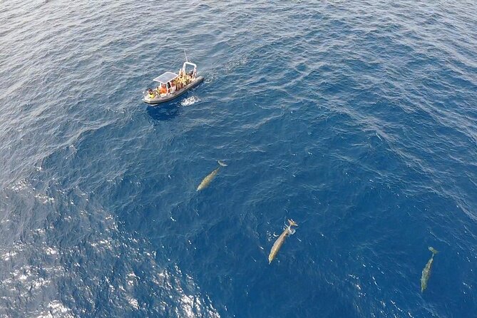 2h Dolphin and Whale Viewing + Snorkeling Tour - Who should book this tour (and who should pick something calmer)