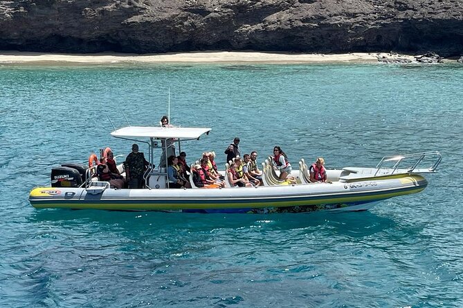 2h Dolphin and Whale Viewing + Snorkeling Tour - The speedboat ride: waves, spray, and managing seasickness