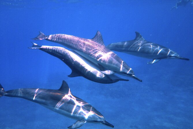 3.5 Hour Kailua-Kona Ocean Kayak and Snorkel Tour - Why the 7am Keauhou Bay Start Changes Everything