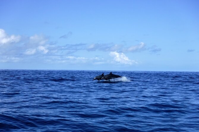 3.5 Hour Kailua-Kona Ocean Kayak and Snorkel Tour - Spinner Dolphins, Snorkeling Breaks, and the Marine Life Odds