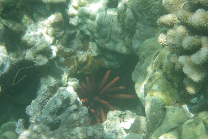 3.5 Hour Kailua-Kona Ocean Kayak and Snorkel Tour - Snorkeling Comfort: What to Wear and How to Enjoy It