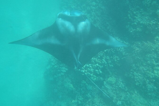 3.5 Hour Kailua-Kona Ocean Kayak and Snorkel Tour - The Cliff Jump Option: Fun, Optional, and Not for Everyone