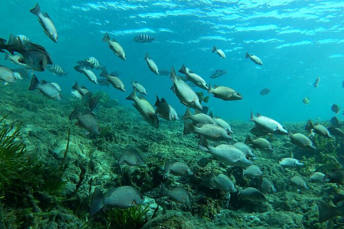 3 Hour Manatee Swim - Small Group w/complimentary photos! - Kings Bay boat ride: when your captain starts hunting