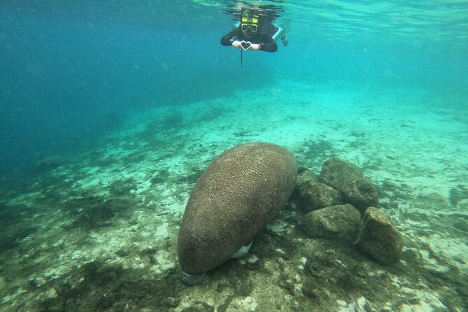 3 Hour Manatee Swim - Small Group w/complimentary photos! - Cold water, warm recovery, and snacks on the boat