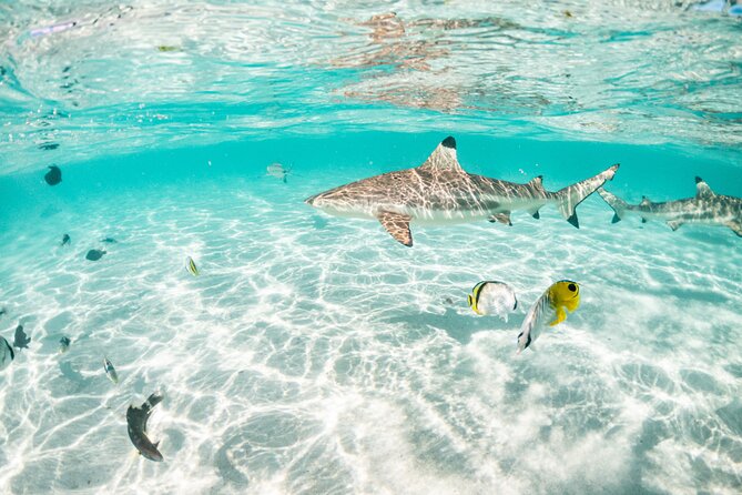 3-Hour Snorkeling Tour - Meeting point reality: finding Akivai Lagoon Adventures without stress