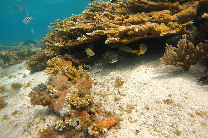 3 Hours VIP Semiprivate Tour Isla Mujeres Full Snorkeling Experience - VIP Snorkeling Value in Isla Mujeres: What You’re Really Buying
