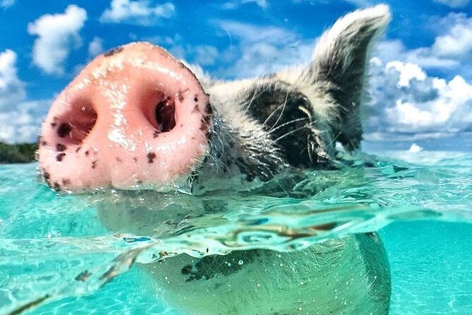 3 Islands Tour, Swim with Pigs, Turtles, Snorkelling & lunch - Key highlights you’ll care about