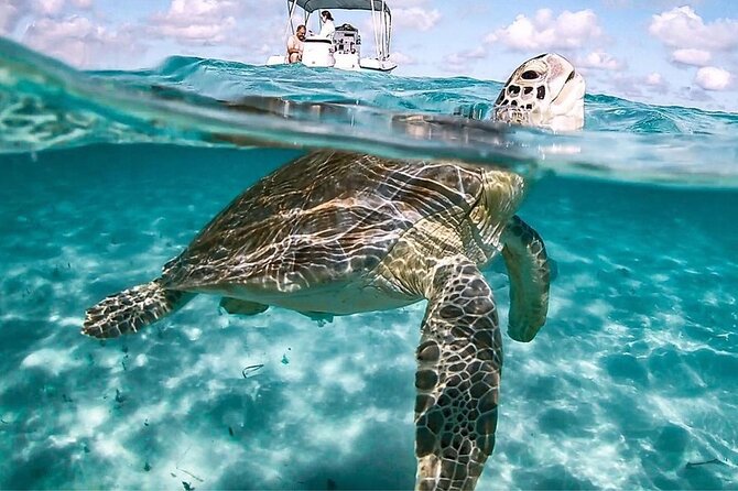 3 Islands Tour, Swim with Pigs, Turtles, Snorkelling & lunch - Four Islands in a Half-Day: Why This Tour Works