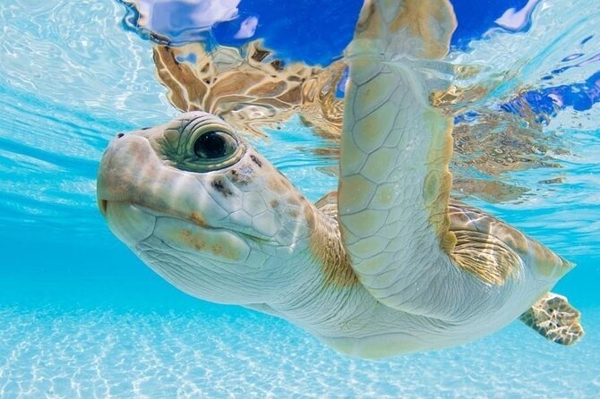 3 Islands Tour, Swim with Pigs, Turtles, Snorkelling & lunch - Stop 1: Atlantis Bahamas Boat Ride and the Tunnel Photo Moment