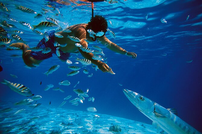3 Islands Tour, Swim with Pigs, Turtles, Snorkelling & lunch - Stop 3: Green Turtle Cay Turtle Swim Time (The Main Event)