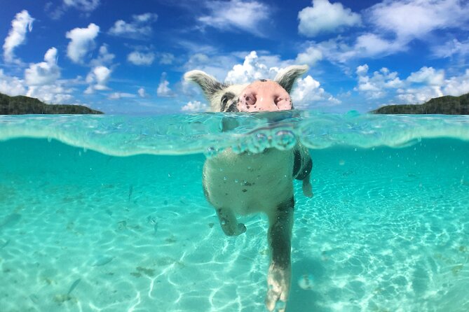 3 Islands Tour, Swim with Pigs, Turtles, Snorkelling & lunch - Stop 4: Rose Island Pig Swim, Beach Gear, and the Floating Lunch Stop