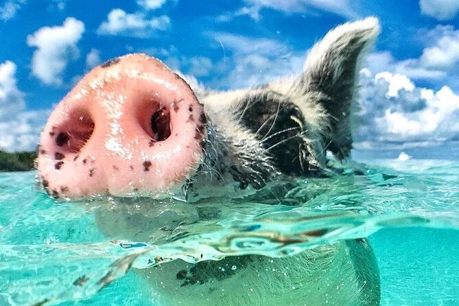 3 Islands Tour, Swim with Pigs, Turtles, Snorkelling & lunch - Snorkeling Comfort: What You Should Bring (and What You Can Skip)