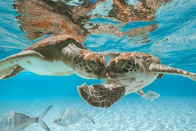 3 Islands Tour, Swim with Pigs, Turtles, Snorkelling & lunch - Price and Logistics: What $175 Buys You (and What It Doesn’t)