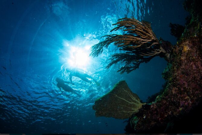3HR Emerald reef snorkeling, iguana island and shipwreck tour - Price And Value: $125 Makes Sense If You Want Three Stops In One