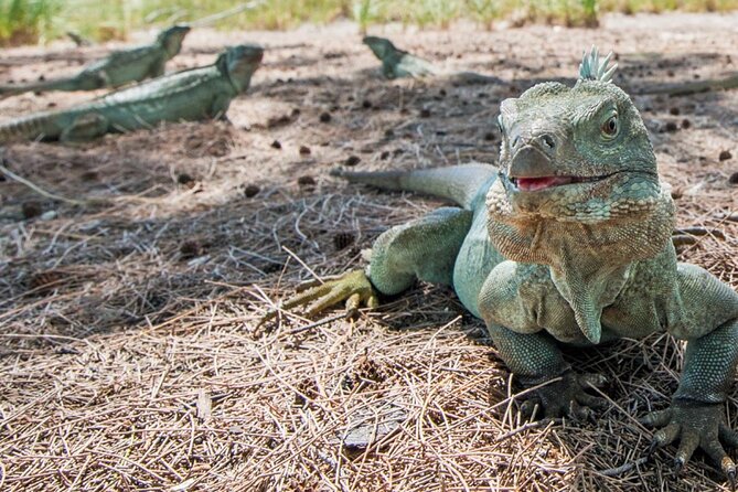 3HR Emerald reef snorkeling, iguana island and shipwreck tour - Who This Tour Fits Best (And Who Might Skip It)