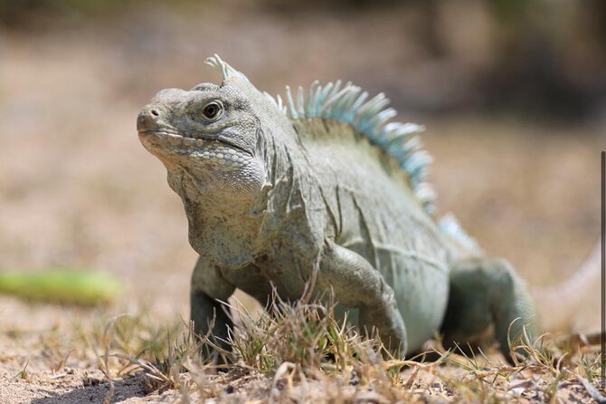 3HR Emerald reef snorkeling, iguana island and shipwreck tour - Should You Book This Emerald Reef, Iguana Island, And Shipwreck Tour?