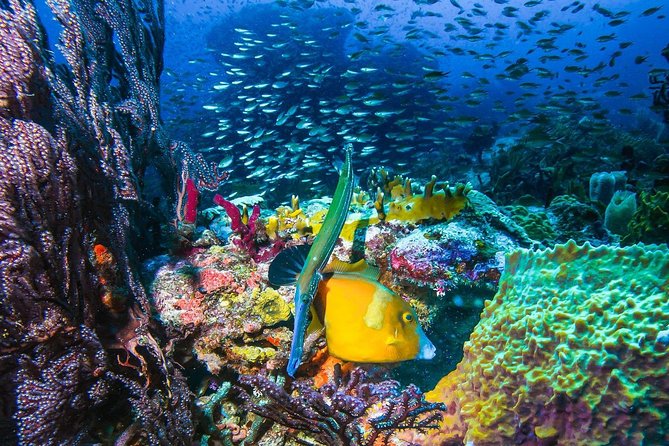 4-hour snorkel cruise to Underwater Sculptures with boat dogs - Boat dogs and crew energy: fun without losing control