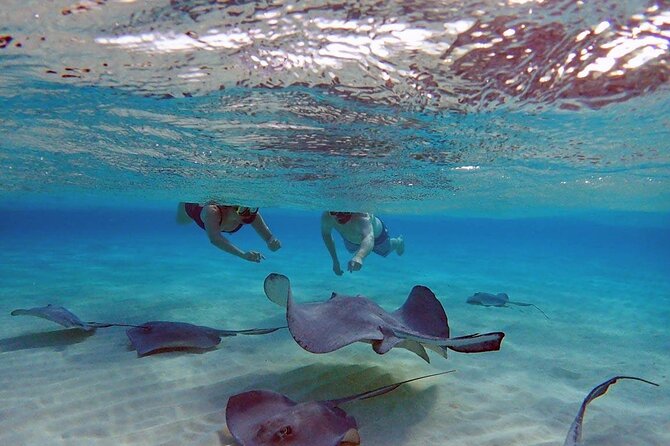 4-Stop Stingray, Snorkel, Star Fish & 7 Mile Beach (Family Owned) - Quick hits before you go