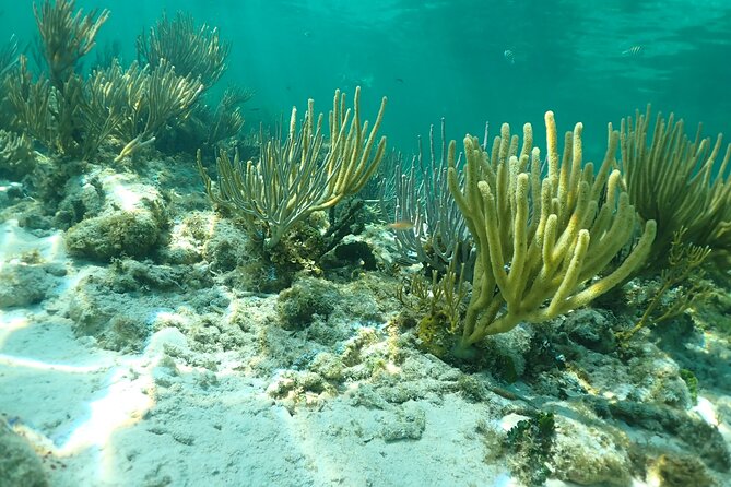 4-Stop Stingray, Snorkel, Star Fish & 7 Mile Beach (Family Owned) - Getting there: hotel pickup, cruise-day reality, and timing