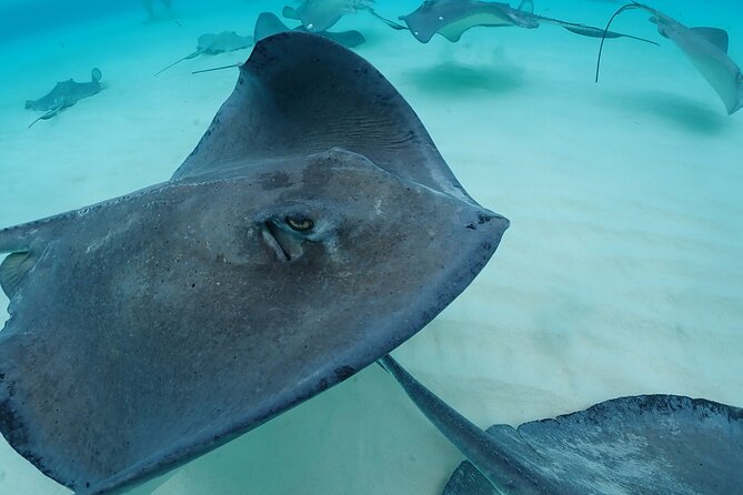 4-Stop Stingray, Snorkel, Star Fish & 7 Mile Beach (Family Owned) - Stop 1: Stingray City wading—what it’s like in waist-deep water