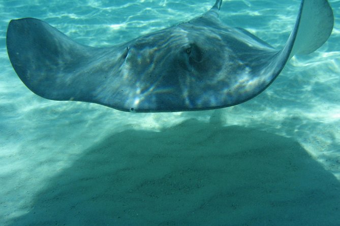 4-Stop Stingray, Snorkel, Star Fish & 7 Mile Beach (Family Owned) - Weather and sea state: the real make-or-break factor