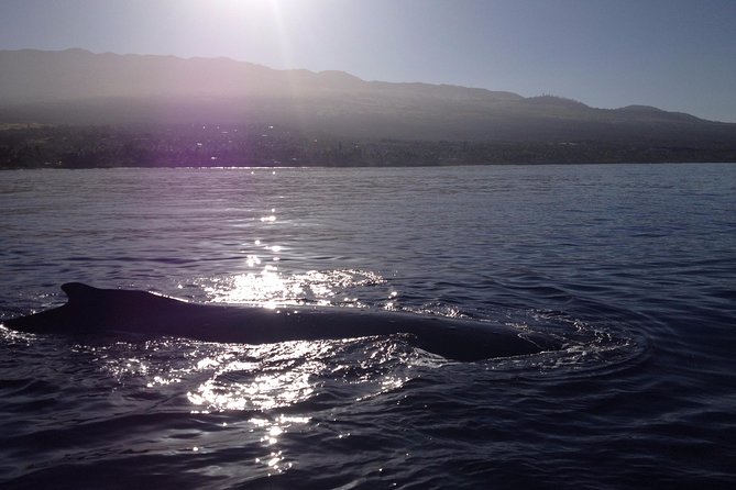 5 Hour Molokini Snorkel & Turtle Tour in Maui - Morning starts 6:30am: why the timing matters for Molokini