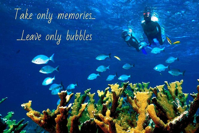 5 Hour Molokini Snorkel & Turtle Tour in Maui - Turtle Town near Makena plus Po’olenalena: how to see honu without swimming miles