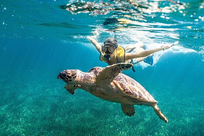 5-in-1 Cancun Snorkeling: Turtles, Reef, Musa, Shipwreck, Cenote - Is This Tour Worth It for Your Cancun Day?