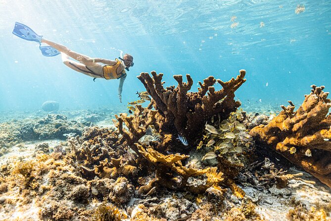 5-in-1 Cancun Snorkeling: Turtles, Reef, Musa, Shipwreck, Cenote - Should You Book This 5-in-1 Cancun Snorkeling Tour?
