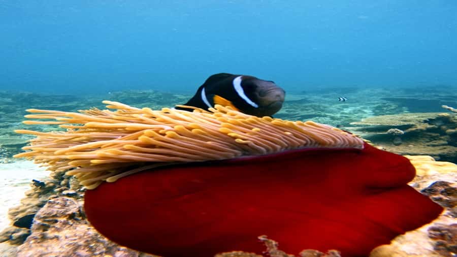 5 Islands Speedboat w/Snorkeling Sea Turtle + Lunch & Drinks - Grand River South East: waterfall views and feeding Mauritian monkeys