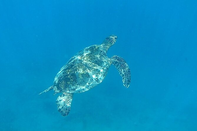 9am Turtle Canyon Snorkel Adventure - Gear, snacks, and comfort details that affect the whole day
